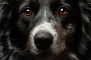 Borer Collie